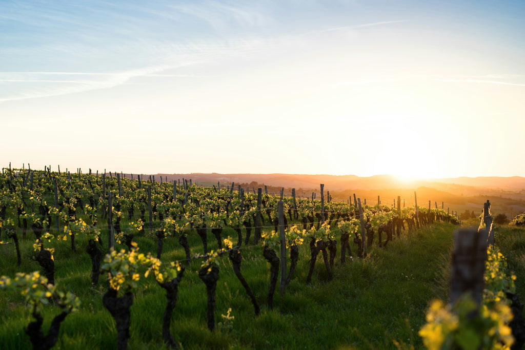 Cariñena – Kraft und Struktur aus Spaniens warmen Regionen