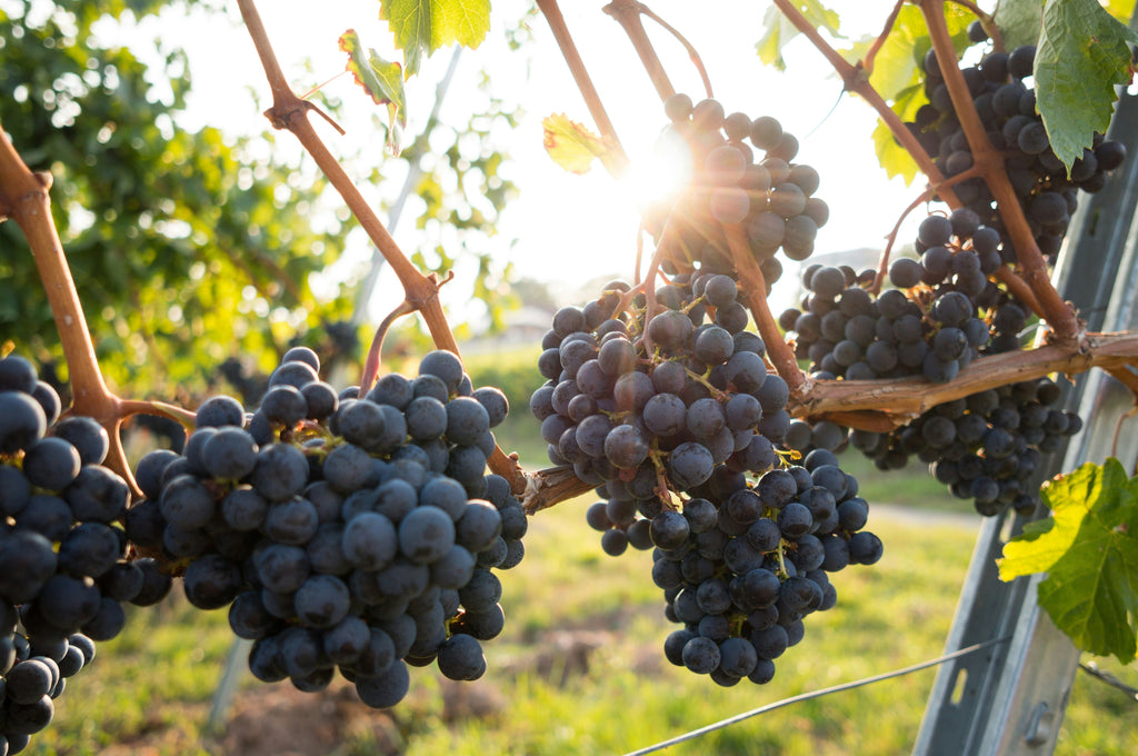 Sangiovese – Italiens klassischste Rotweinsorte
