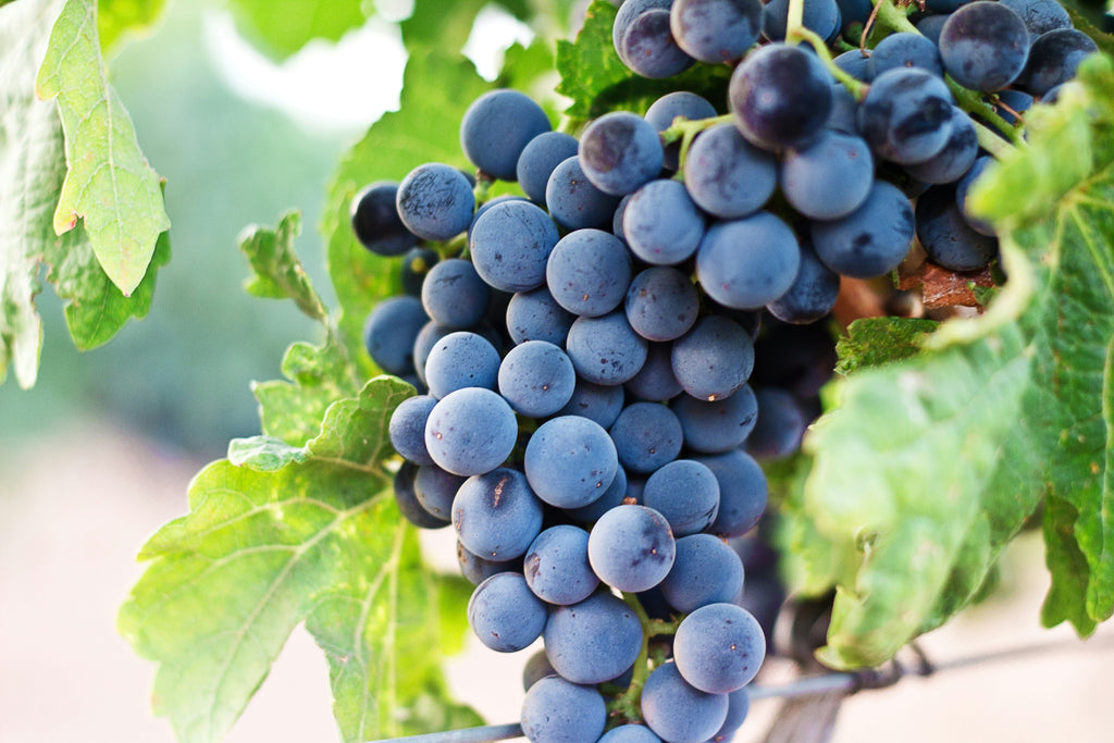 Tempranillo – Spaniens ikonischste Rotweinsorte