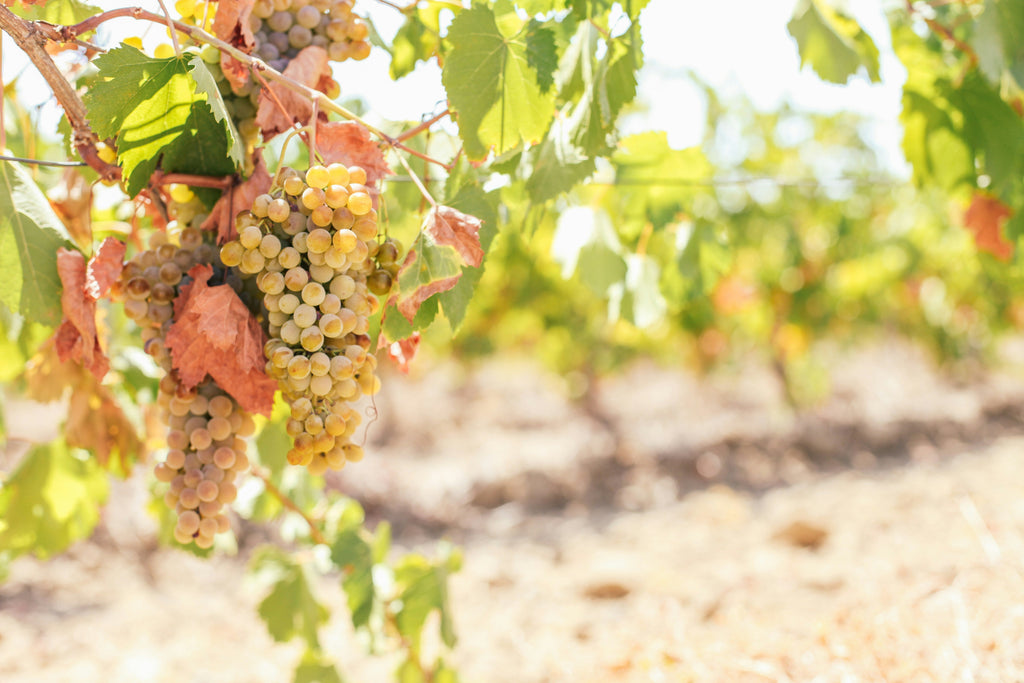 Godello – Eleganter & vollmundiger Weißwein aus Spanien