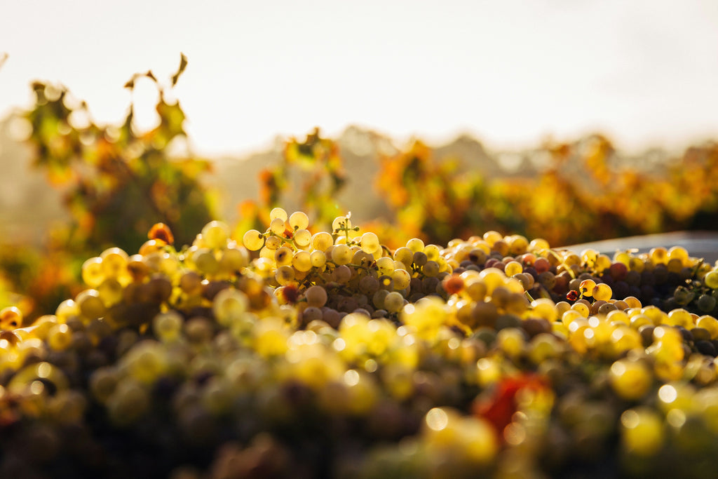 Pinot Grigio – Frischer Weißwein aus Italien