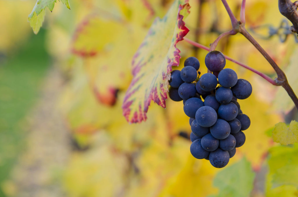 Graciano – Komplexität und Struktur aus Rioja