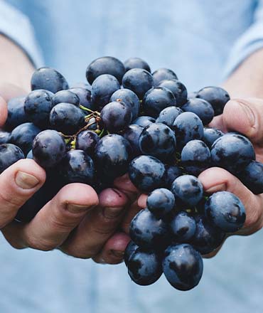 Rebsorten im Wein: Welche passt am besten zu Ihrem Geschmack?