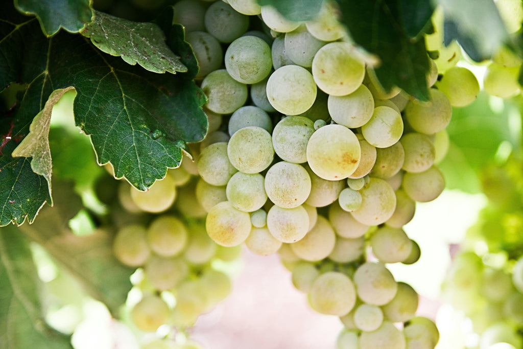 Viura (Macabeo) – Die vielseitige Weißweinsorte aus Spanien