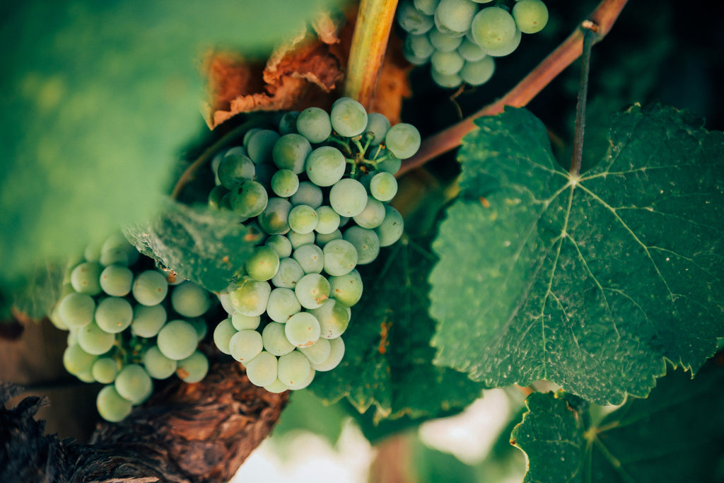 Palomino – Die Traube hinter Spaniens einzigartigem Sherrywein