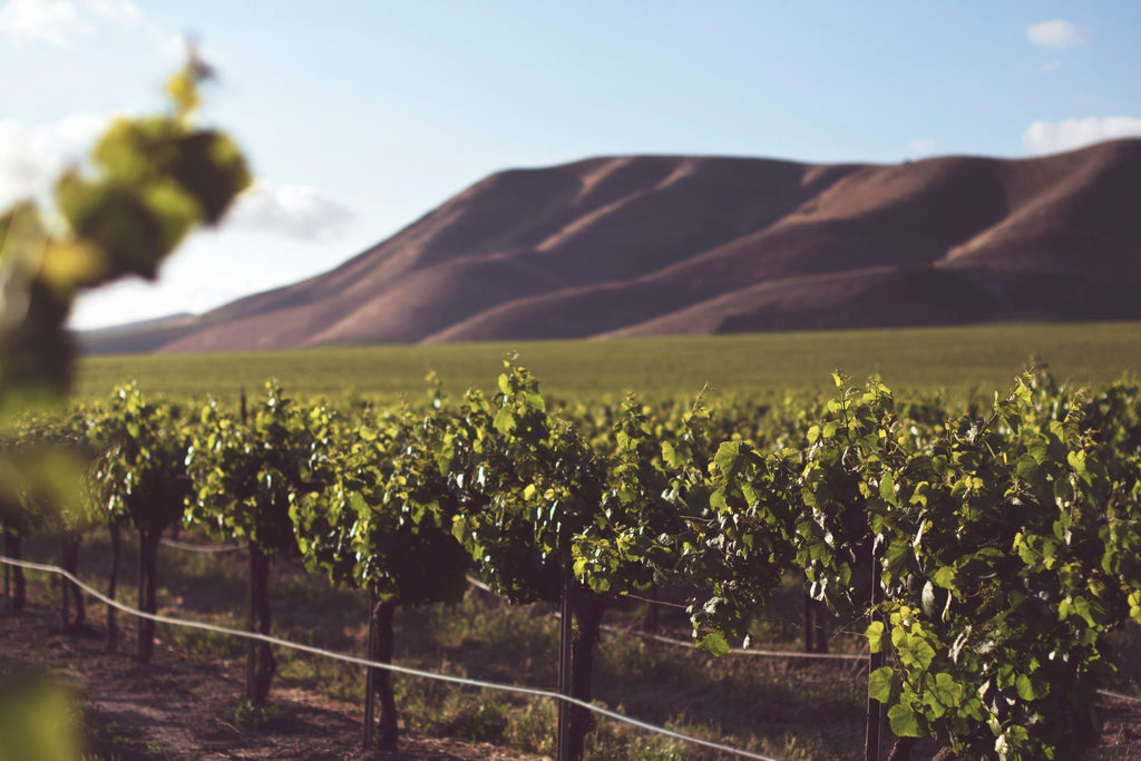 Verdejo – Frisch und aromatischer Weißwein aus Spanien