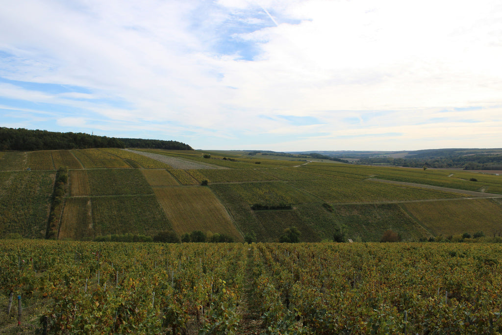 Was ist Chardonnay? Ein Leitfaden für Chardonnay Weißwein
